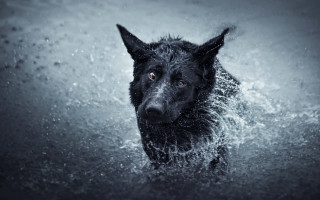 Black dog water night starry - a black dog free wallpaper