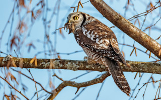Bird branch leaves blue sky 3 - wildlife photography free wallpaper for desktop