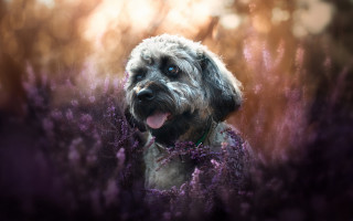 Dog purple flower field sitting - eye open free wallpaper