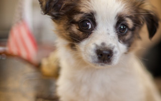 Small dog white face brown - a white face free wallpaper