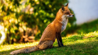 Red fox sitting green field - a lush green field of grass next free wallpaper for desktop
