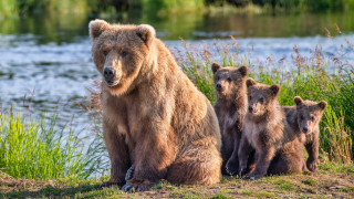 Bear cubs riverbank ecological puzzle - her cub free wallpaper