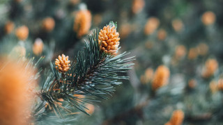 Pine tree cones bokeh christmas 2 - boetius adamsz bolswert free wallpaper for desktop