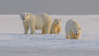 Polar bears snow field ecological - the other looking free wallpaper