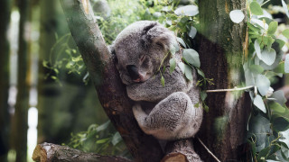 Koala bear sitting tree head - a koala bear free wallpaper