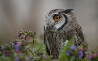 Small owl orange eye purple - free animals wallpaper