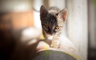 Small kitten couch yellow eyes - daphne allen free wallpaper