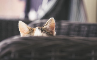 Cat laying chair ears closed - elinor proby adams free wallpaper