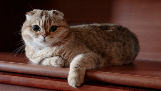 Cat wooden table paws rounded - boleslaw cybi free wallpaper