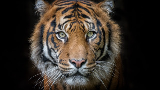 Tiger white stripe marble wildlife - a tiger free wallpaper for desktop