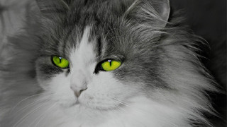 White cat green eyes serious - green eye free wallpaper