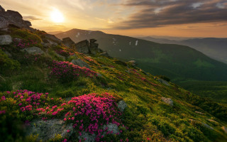 Grassy hill flower sunset clouds 2 - a grassy hill free wallpaper for desktop