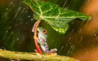 Frog branch rain leaf closeup - a frog free wallpaper for desktop