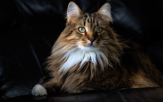 Fluffy white tail cat regal - fluffy free wallpaper