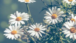 White daisies vase flower field - a blurry background of the flowers free wallpaper