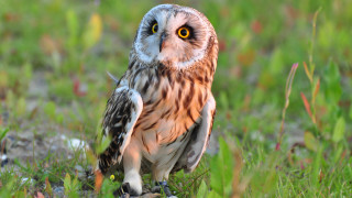 Small owl green field yellow - a lush green field of grass and grass free wallpaper