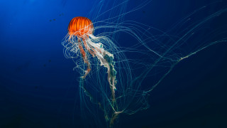 Jellyfish blue water side tail - its head free wallpaper