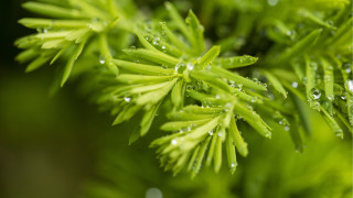 Green plant water droplets macro 4 - a green plant free wallpaper