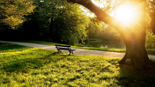 Park bench tree path lake - david park free wallpaper for desktop