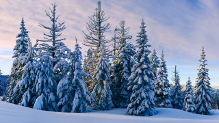 Snowy landscape trees blue sky 6 - postminimalism free wallpaper