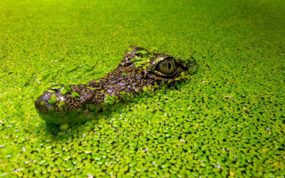 Crocodile green surface water drops 2 - a green surface free wallpaper