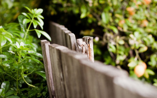 Wooden fence bird garden bokeh - a wooden fence free wallpaper
