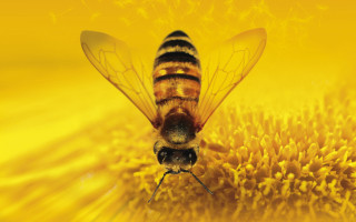 Bee flower yellow background autumn - a yellow background behind free wallpaper for desktop