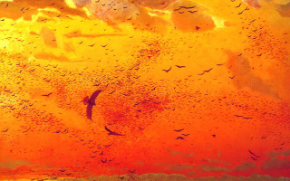 Birds sunset water flock autumn - sunset time free wallpaper