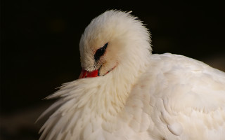White bird red beak black - a white bird free wallpaper for desktop