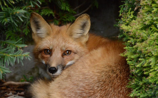 Fox surprised bushes nature outdoors - a fox free wallpaper