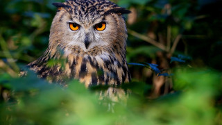 Bird of prey forest yellow - animal photography free wallpaper