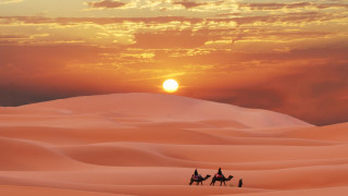 Desert sunset group camel hill - a camel free wallpaper