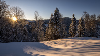 Snowy landscape trees sun shining 2 - tree and a sun free wallpaper