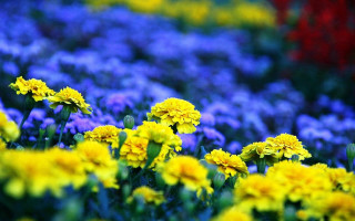 Flower field bokeh yellow purple - free flowers wallpaper