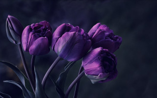 Purple flowers table dark wall - paper free wallpaper for desktop