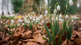 White flowers leaves forest bokeh - white flower free wallpaper