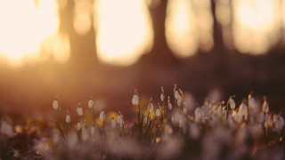 Flower field sunshine tiltshift shallowdepth - a field of flowers free wallpaper for desktop