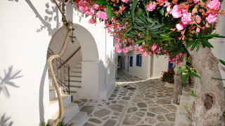 Narrow street tree flowers doorway - a narrow street free wallpaper