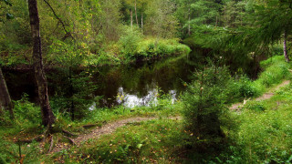 Small stream forest path sunlight - a small stream free wallpaper