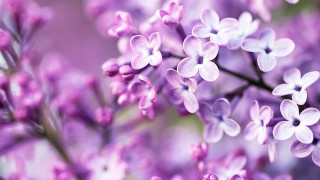 Purple flower closeup macro hanami - white center free wallpaper