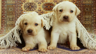 Puppies rug blanket cute realistic - a rug free wallpaper
