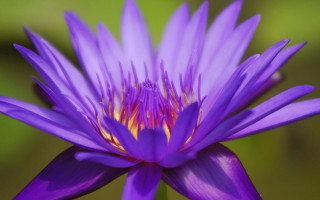 Purple flower yellow center grass 3 - ella guru free wallpaper