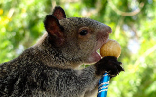 Small animal toy chewing thumb - a toy free wallpaper