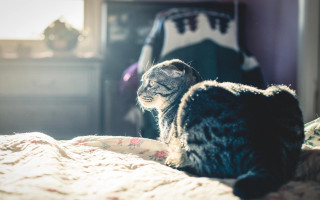 Cat bed mirror dresser light - a bed free wallpaper