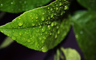 Green leaf water drops macro 37 - a green leaf free wallpaper