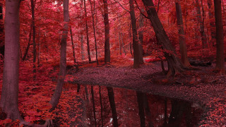 Pond trees red leaves bench - red leaf free wallpaper