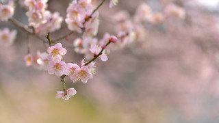Pink cherry blossoms branch blur - chang daichien free wallpaper for desktop