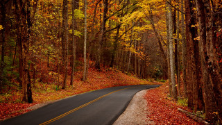 Forest road autumn leaves city - a yellow line free wallpaper