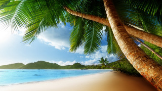 Palm tree beach ocean boat - a blue sky and ocean in the background free wallpaper