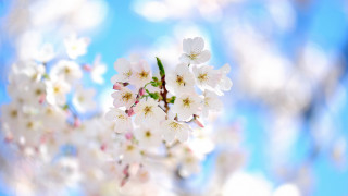 White flower cherry bloom bokeh - blue sky in the background free wallpaper